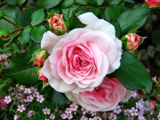 755532 (a): :2500x1875